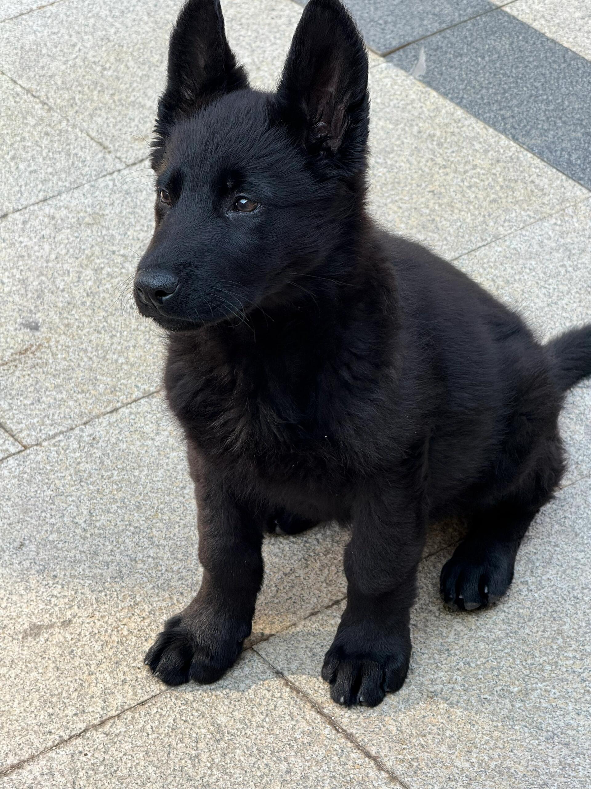 德国牧羊犬分支东德牧羊犬